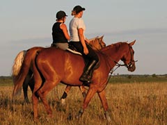 Ausreiten & Reiten im Burgenland