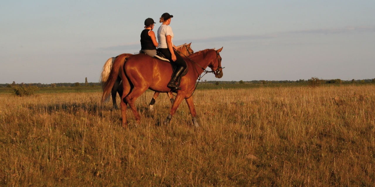 Reiterhof Sonja, Ausreiten im Burgenland © Roland Vidmar / Reiterhof Sonja