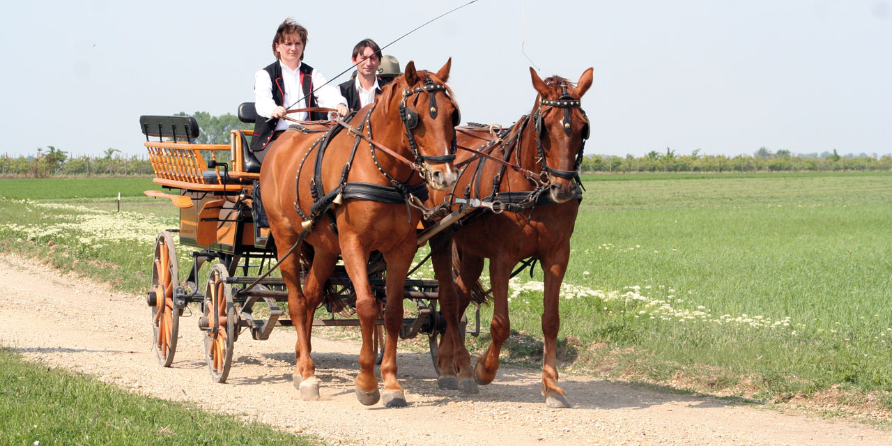 Pferdekutsche / Kutschenfahrt im Burgenland © Roland Vidmar / Reiterhof Sonja