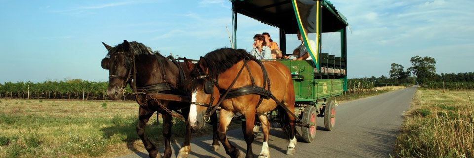 Kutschenfahrt mit überdachtem Kutschenwagen im Burgenland © Roland Vidmar