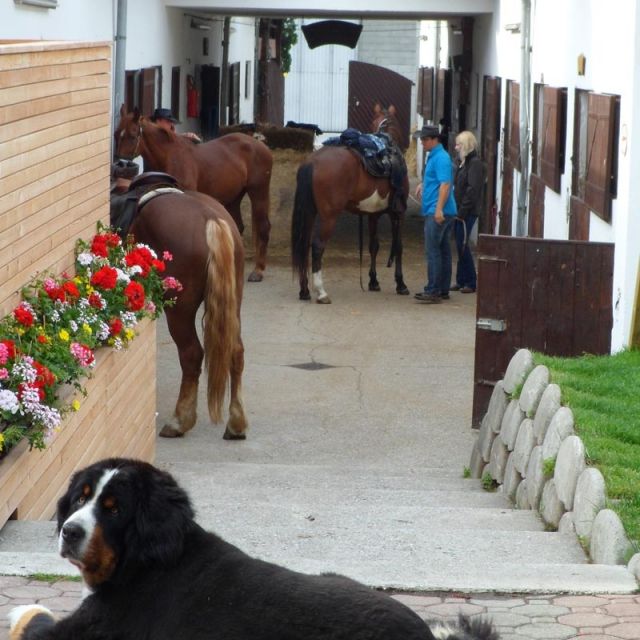 Stallgasse am Reiterhof Sonja mit Edi im Vordergrund © Sonja Kögl, Reiterhof Sonja